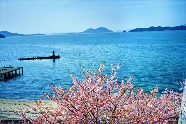 1985年（昭和60年）4月、池田先生が四国研修道場で撮影した桜。暦では今月4日に立春を迎えた。今こそ師への報恩を胸に、勝利の春を呼ぶ対話に、ともどもに挑みゆこう！