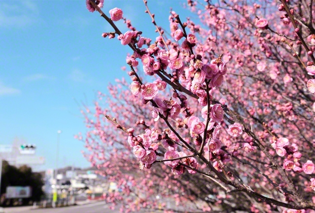 綾川町の町木である「梅」