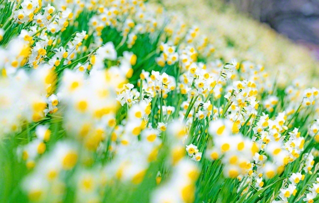 川沿いに咲き乱れるスイセンの花から、ほのかな香りがただよう（2月5日、奈良市内で）