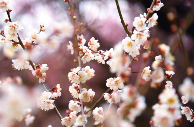 白梅、紅梅がらんまんと咲き誇り、気品のある香りが冷たい空気に乗って運ばれてきた（16日、鹿児島市内）。かつて池田大作先生は「寒風に/皆が讃えむ/梅の花」と。凜然とした梅の花が、苦難に負けず進む同志の姿と重なった