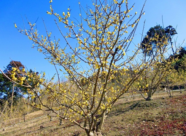 「臘梅（ろうばい）や　雪うち透（す）かす　枝の丈」――芥川龍之介が、冬の寒さの中で咲くロウバイの生命力と美しさを詠んだ句だ。私たちも希望の春に向かって、あの友この友に種をまき、“幸の花”を咲かせていきたい（15日、掛川市内で。谷伸次通信員）