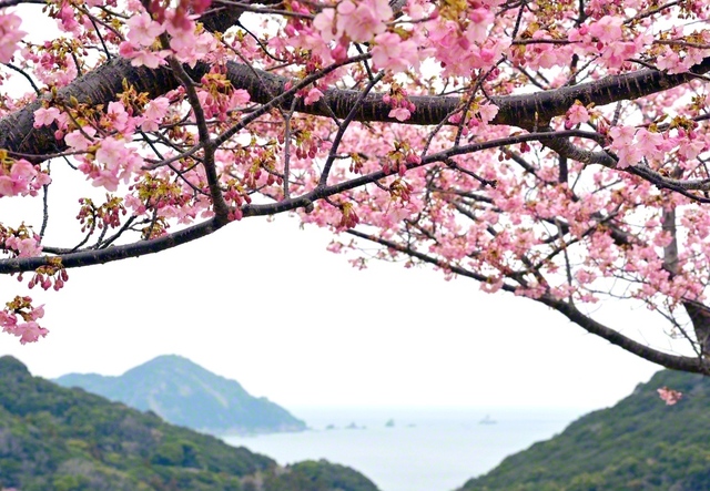 津久見市の四浦半島では、早咲きの桜として知られる「河津桜」が開花（14日撮影）。保戸島を望む高台にも、生命力を爆発させるように勢いよく、濃いピンク色の花々が色づいた。場所によっては、黄色い菜の花との“競演”も楽しめるという