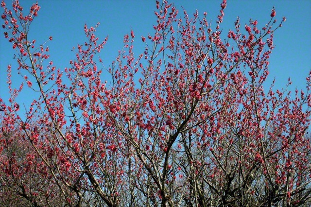 【青谷梅林に香る梅】府内最大の梅林である「青谷梅林」で、ほころび始めた梅の花。歩くたびにふわりと香りが漂う（貞弘元道通信員、21日撮影）