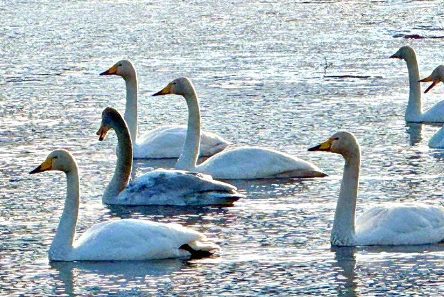 早朝、カメラを手に河原に降りると白鳥の群れが。優雅に水面を泳ぐ姿がとてもかわいらしいです（17日、鈴木清子通信員撮影、盛岡市内で）