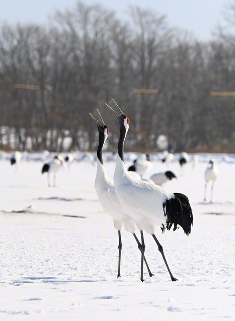 アイヌ語で「サルルンカムイ（湿原の神）」と呼ばれるタンチョウ。2羽が仲良く鳴き合う。つがいとなると、生涯をかけて互いに守り慈しむことから夫婦円満のシンボルとされている（5日、鶴居村で）