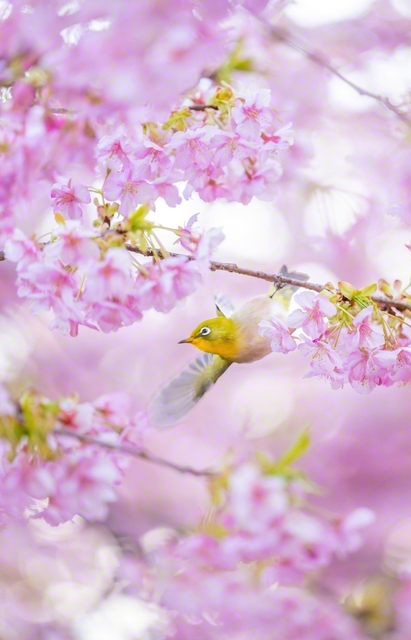 河津桜が見頃を迎えている静岡市駿河区の円山花木園。桃色の暖かな光彩からメジロが顔をのぞかせた。厳冬を越え凜と咲き薫る桜のように、友の心へ希望と励ましの春風を届けたい（18日、手塚光次通信員）