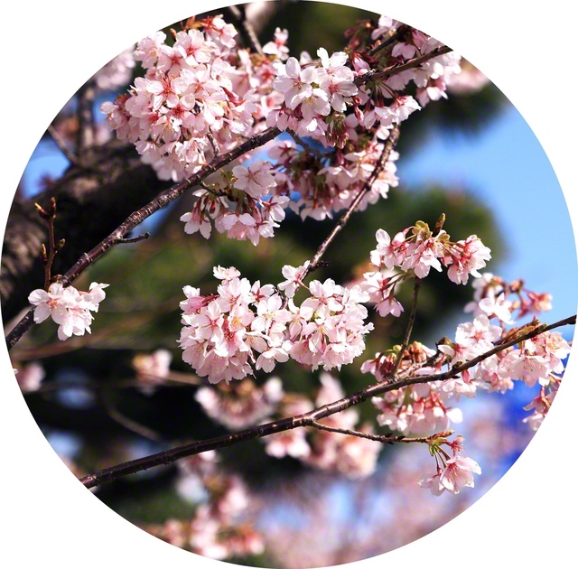 鎌倉で生まれた早咲きの品種「玉縄桜」が満開に（23日、鎌倉市内で。新井重美通信員）