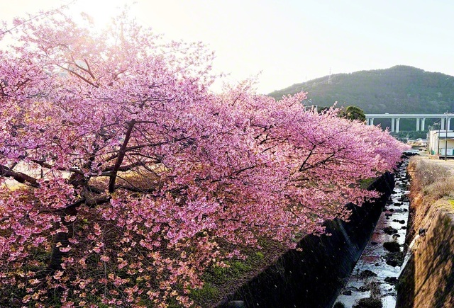 1日、富士市南松野の河津桜を写真に収めた。この地が名前の由来である松野殿に宛てられた御書に「忘れても法華経を持つ者をば互いに毀るべからざるか」（新1988・全1382）とある。日蓮門下の有縁の地で戦う誇りを胸に、団結第一で広布に走る決意だ（吉川英明通信員）