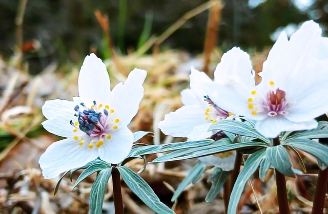 2月23日、栃木市内で