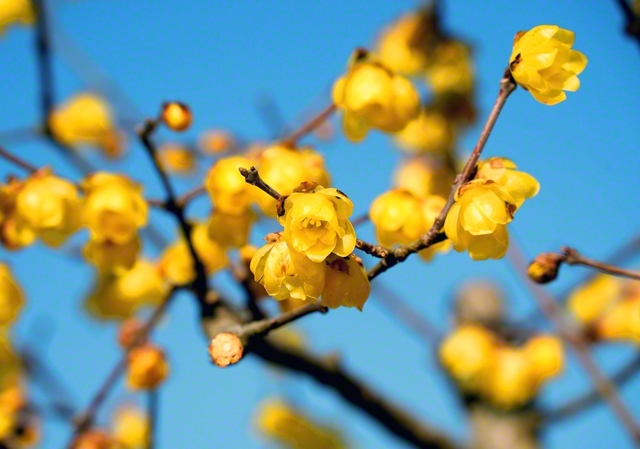 【福井　寒空にロウバイ鮮やか】寒空に映える黄色いロウバイ（福井市内）。橋のたもとで色鮮やかに（2月21日、伊藤英雄通信員撮影）