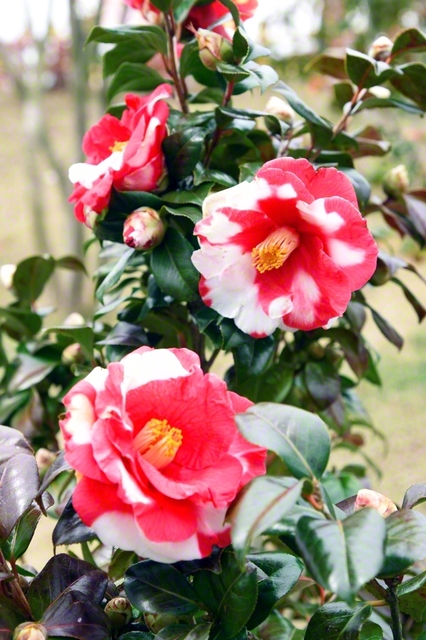 仲良く咲き誇るツバキ（石川・野々市市内で）