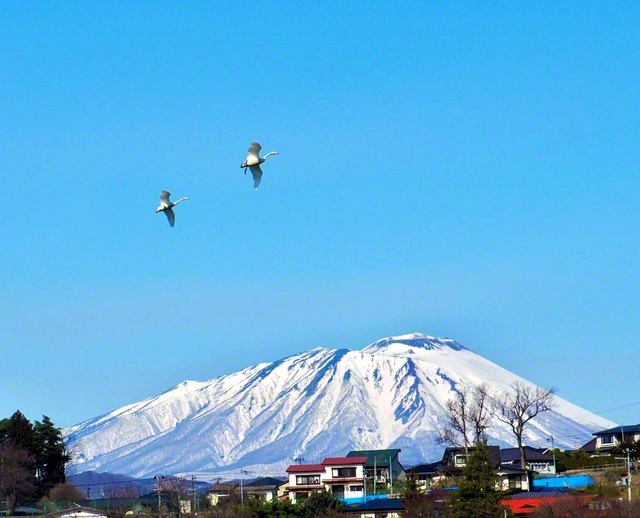 快晴の日、雪化粧した岩手山を眺めていると、2羽のハクチョウが優雅に羽ばたいていきました。岩手富士と渡り鳥。一幅の絵画のようでした（2日、伊藤栄理子通信員撮影、盛岡市内で）