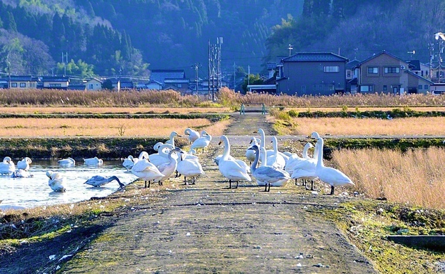 水田で羽を休めるハクチョウ（昨年12月、氷見市内で）