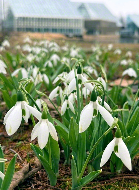 春を告げる花といわれるスノードロップ。白いベールを思わせる（2月、富山市内で）