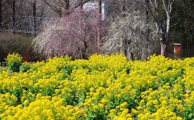 「富田林市農業公園サバーファームで、菜の花が満開に。らんまんと咲く“黄色のじゅうたん”に、心が躍動します。対話拡大に張り切って走ります」（野間るみ通信員）
