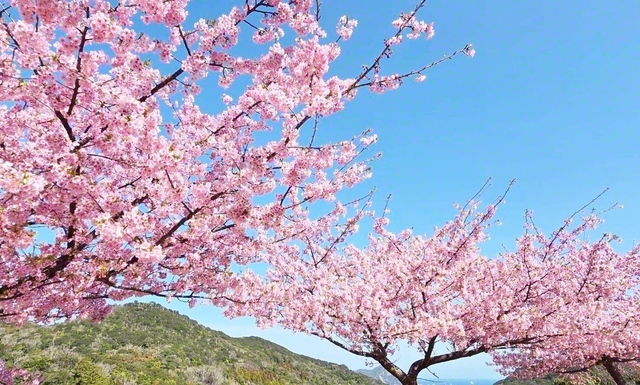 満開の河津桜が春の訪れを感じさせる（津久見市、2月23日撮影）
