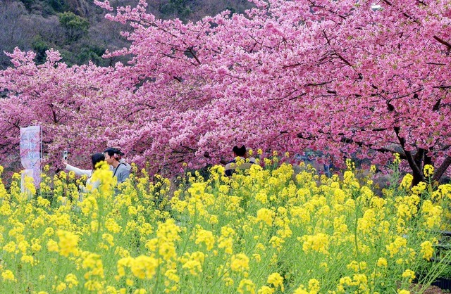 河津桜と菜の花の共演（2月28日撮影）