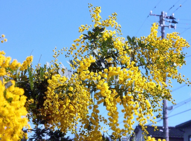 ふわふわとした黄色の花が青空に映えるミモザ（3月上旬、富山市内で）