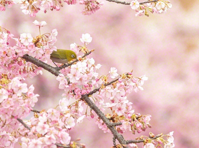 カワヅザクラの枝から枝へとメジロが躍動する。われらの広布の活動も、舞を舞うように朗らかに前進！（6日、春日部市内で撮影＝埼玉支局）