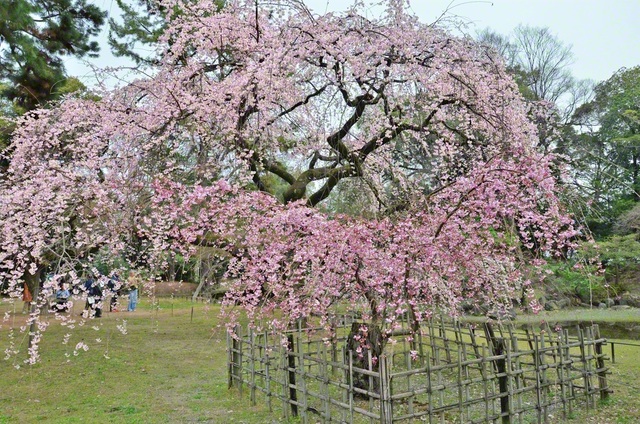 優雅に咲く京都御苑のしだれ桜（22日、佐藤忠明通信員撮影）
