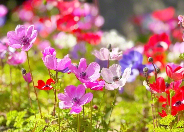 アネモネがピンクや赤、白など色とりどりに咲く。女性部の友は希望の語らいで幸の花を満開に（16日、岩出市内で。宮本要代通信員撮影）