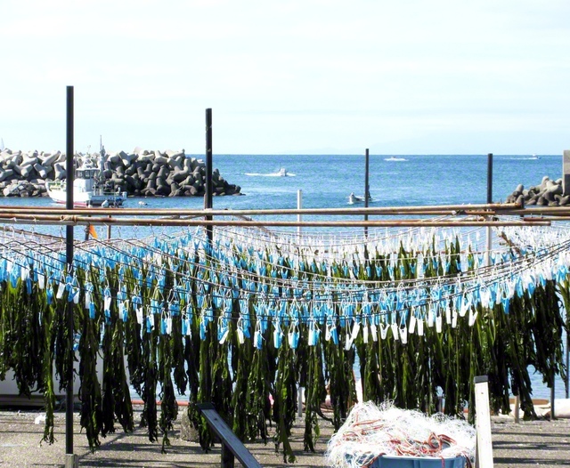 春の風物詩として知られる逗子市・小坪漁港の「ワカメ干し」。旬を迎えた新鮮なワカメを味わいながら、次なる勝利の一歩を踏み出したい（15日、柏崎緑通信員）
