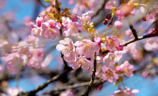 12日、坂井市、伊藤英雄通信員