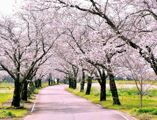 垂水公園に向かう道中、“桜のトンネル”が。陽光を浴びながら散歩する人、カメラを向ける人の姿でにぎわっていた（宮崎市）