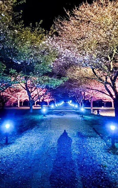 竹田市の「長湯温泉しだれ桜の里」では夜桜のライトアップが楽しめる。幻想的な美しさは圧巻（3月29日、相良順子通信員撮影）