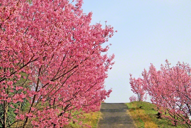 満開の陽光桜が鮮やかなピンク色に染まる（浅口市）
