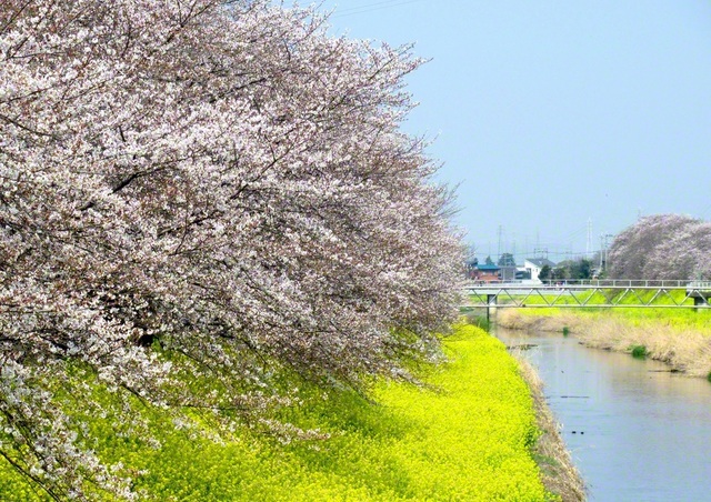 厳しい冬を乗り越え、桜が満開に。われらもどんな困難にも負けず、勝利の花を咲かせよう（3月29日、久喜市内で撮影＝長島一枝通信員）