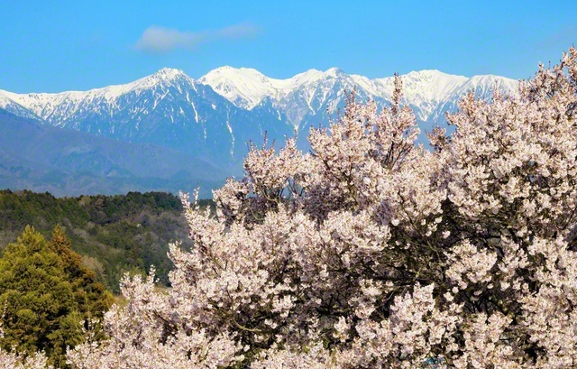 中川村の牧ケ原橋の近くから撮影した、桜と中央アルプス。朝、午前8時ごろは日当たりがよく、桜、白雪の山、青空がきれいに見えました（3月28日撮影、板山茂樹通信員）