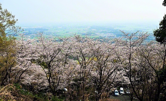 吉野ケ里町　記念塔千本桜