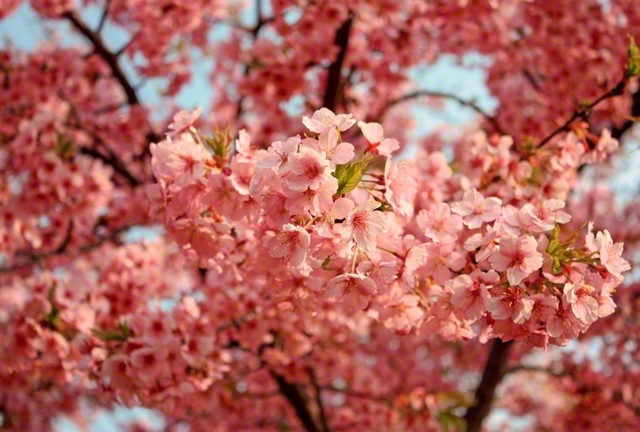 春の訪れを告げる河津桜（伯耆町内で）