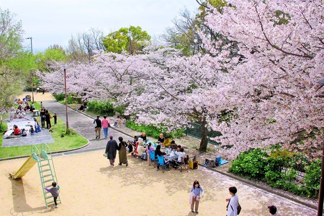 桜満開の王子公園（神戸市灘区、福田保富通信員）