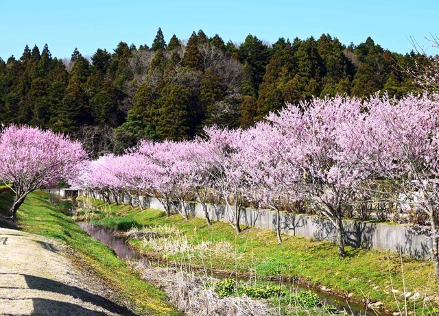 中能登町の「町の木」でもある桜（3日、「古墳公園とりや」で）