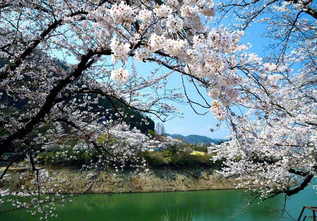 3月29日、相模原市緑区・津久井湖、安斎寿道通信員