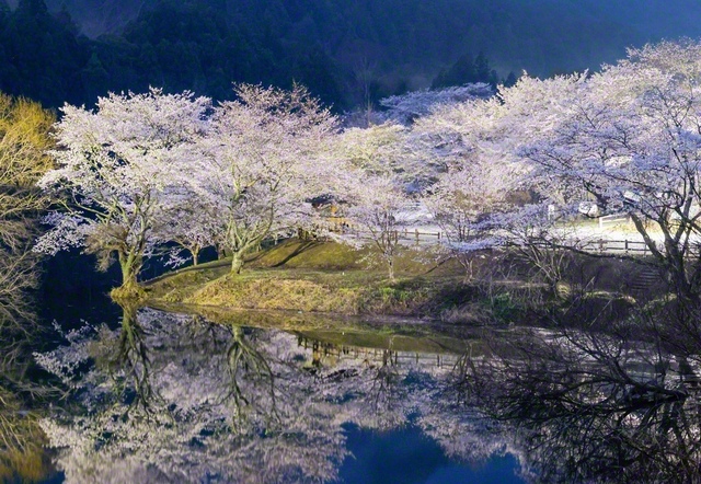 朝もやの「さくらの里公園」（大台町、小掠幸志通信員）