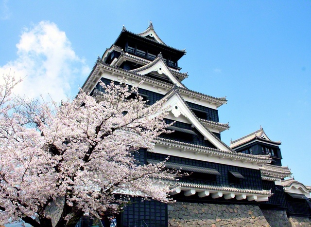万朶と桜が咲き薫る熊本城（熊本市中央区で）