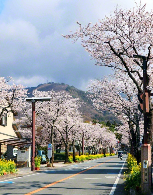 全国で最も早く桜が満開になった甲府市。菜の花と一緒に撮りたくて「武田通り」に向かいました。多くの車が通る中で、毎年、一生懸命に花を咲かせる姿に感動です（3月29日、松野博美通信員）