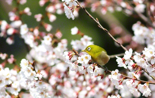 桜とメジロ（3月24日、越前市、松村清信通信員）