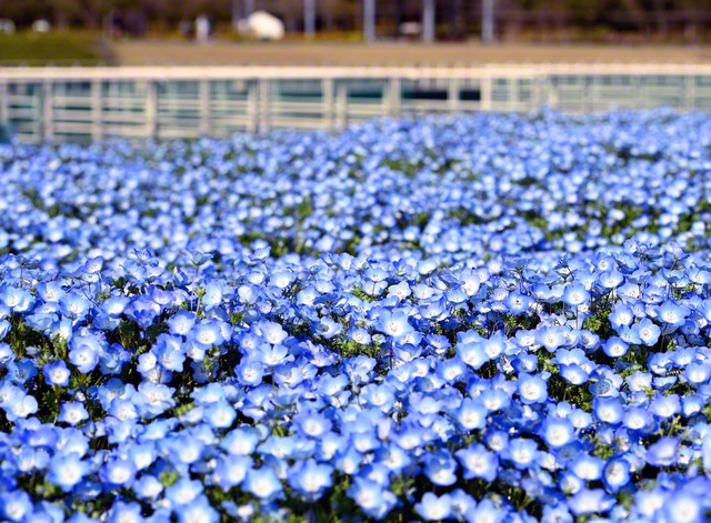 浜松市中央区・浜名湖ガーデンパークで