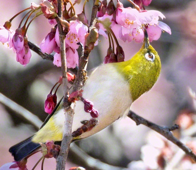 メジロ（3月17日、大津市内で）