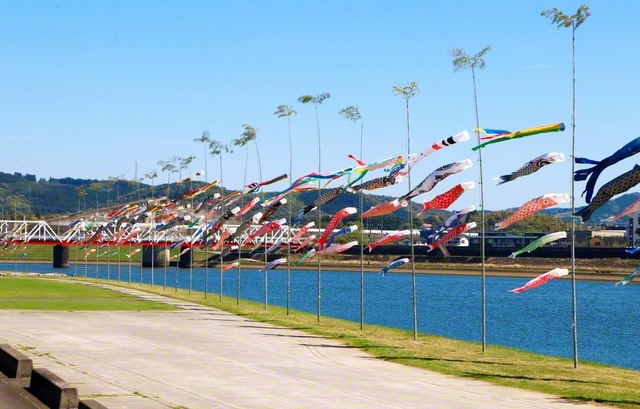 川内川の河川敷に並ぶ色鮮やかなこいのぼり。悠々と空を舞う姿は、仲の良い創価家族のよう（8日、薩摩川内市、山口裕次通信員）