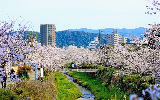 「一の坂川」の桜（3月29日、山口市）