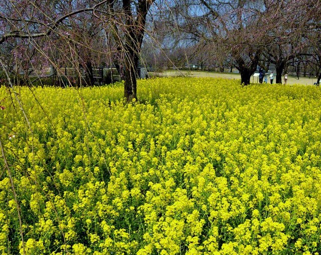 菜の花（3月下旬、富山市内で）