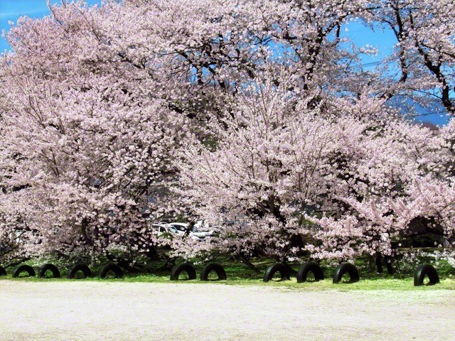 【高森町　大木の学校桜】「日本一の学校桜」とうたわれている高森南小学校の桜（4月3日、牛丸君子通信員）