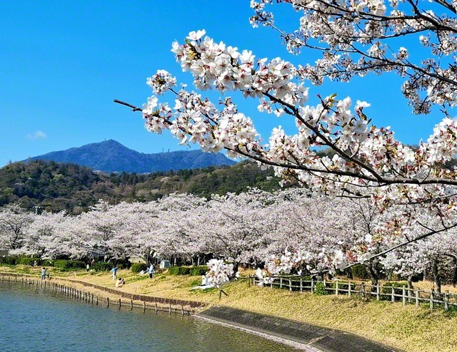 雄大な筑波山を背景に桜が咲く北条大池。池の周囲には遊歩道が整備され散策を楽しむことができる（4月撮影、つくば市内＝胸組惠子通信員）