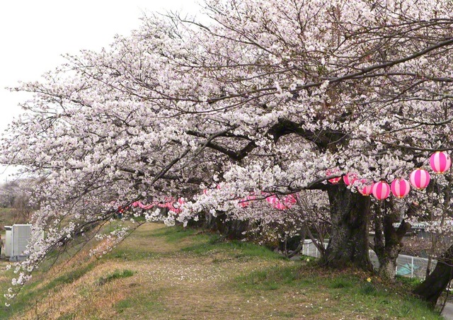 【栃木市　金崎の桜堤】栃木市内の桜の木々。満開の桜花が見る人の心を和ませる（3月30日）