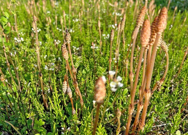 ツクシが力強く伸びゆく姿に希望が湧く